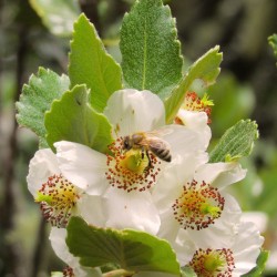 Miel de Ulmo